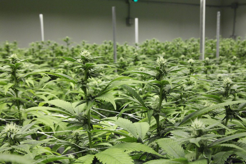 Education Cannabis Institute Cannabis Institute